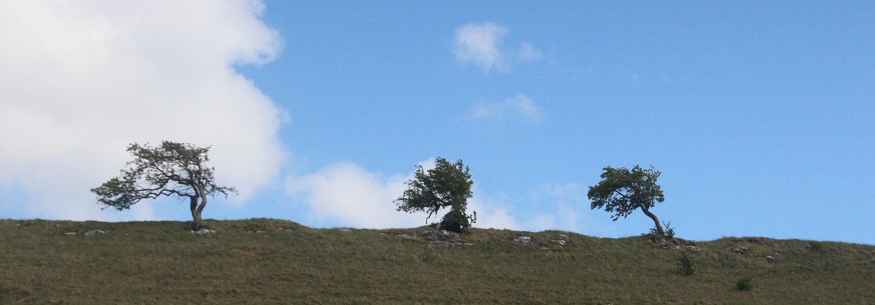 Trees on the Mountain